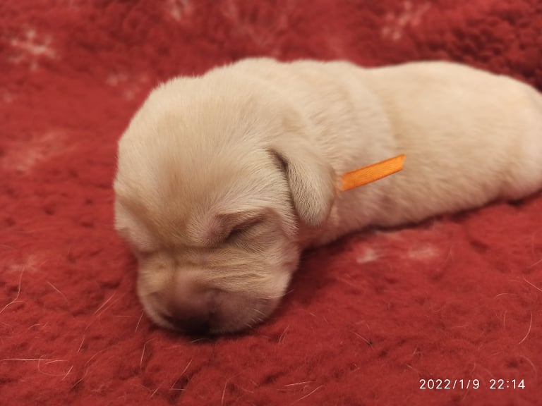 Chovatelská stanice labradorů Polepy u Kolína