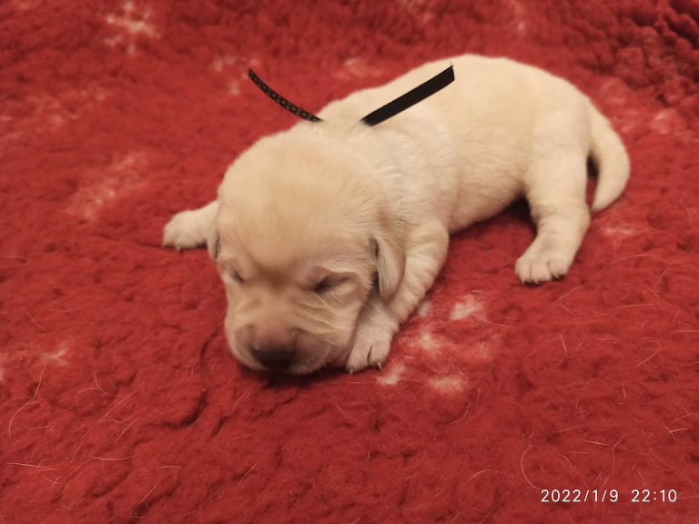Chovatelská stanice labradorů Polepy u Kolína