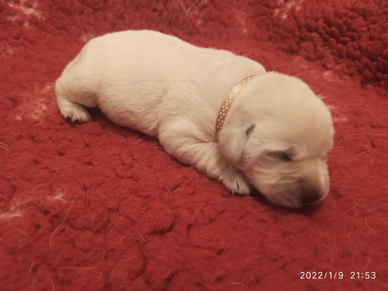 Chovatelská stanice labradorů Polepy u Kolína