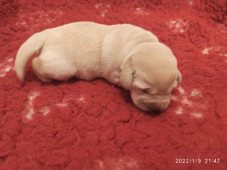 Chovatelská stanice labradorů Polepy u Kolína