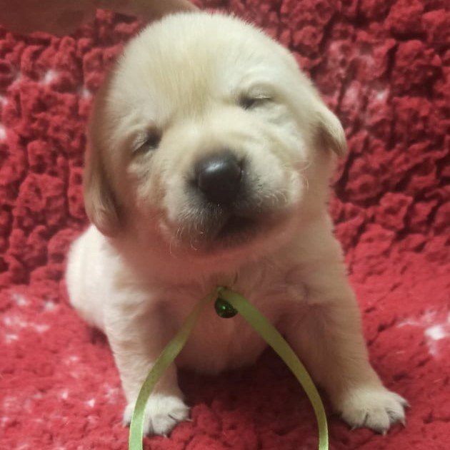 Chovatelská stanice labradorů Polepy u Kolína