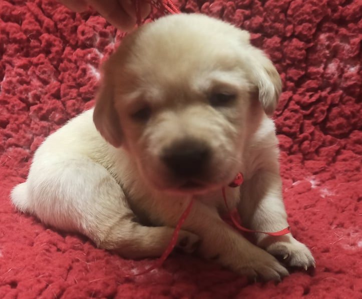 Chovatelská stanice labradorů Polepy u Kolína