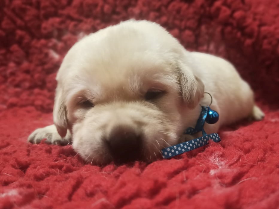 Chovatelská stanice labradorů Polepy u Kolína