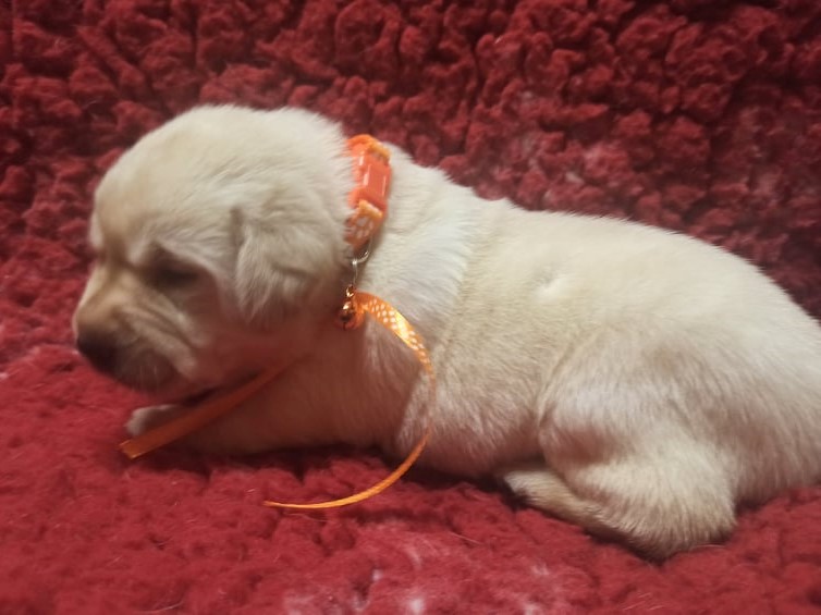 Chovatelská stanice labradorů Polepy u Kolína
