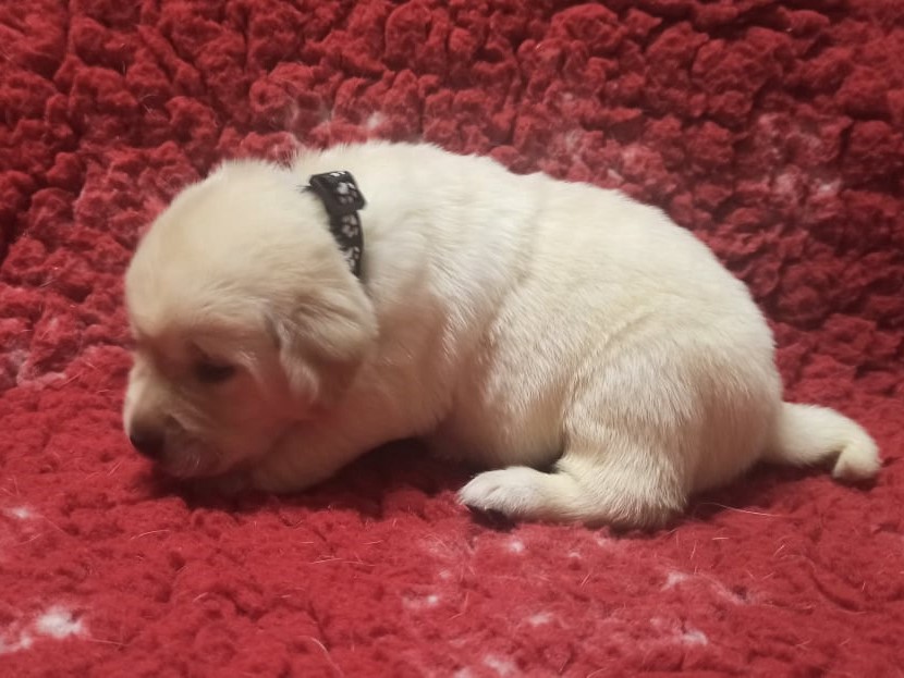 Chovatelská stanice labradorů Polepy u Kolína