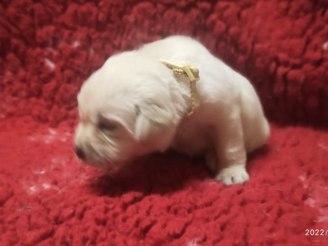 Chovatelská stanice labradorů Polepy u Kolína