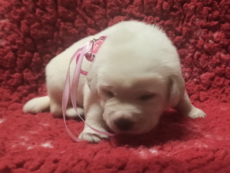 Chovatelská stanice labradorů Polepy u Kolína