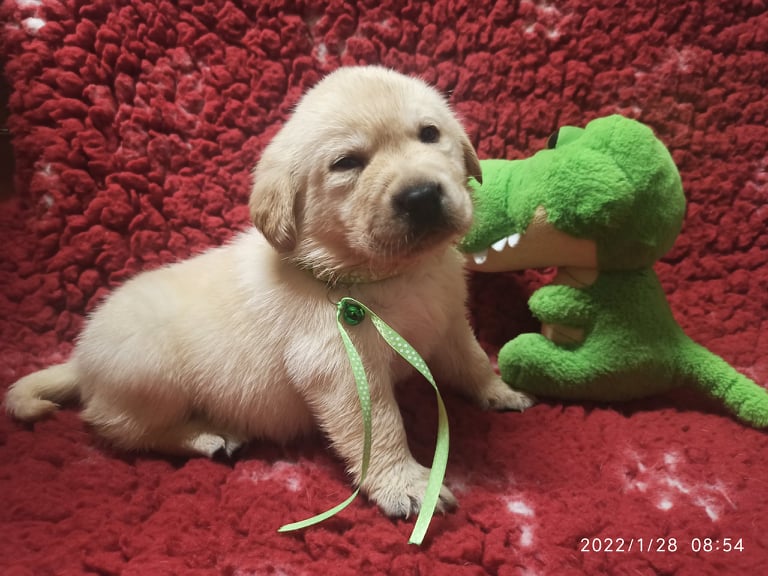 Chovatelská stanice labradorů Polepy u Kolína