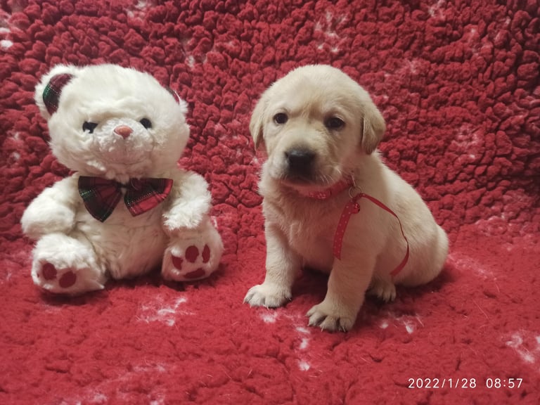 Chovatelská stanice labradorů Polepy u Kolína