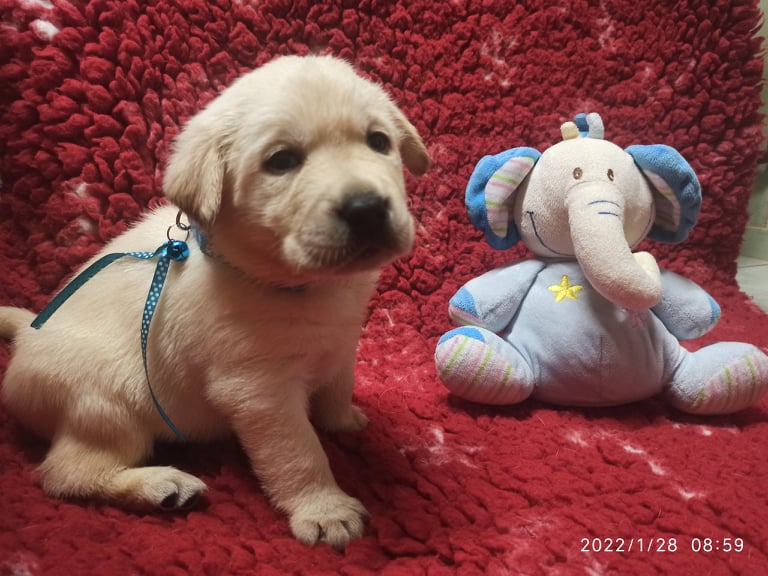 Chovatelská stanice labradorů Polepy u Kolína