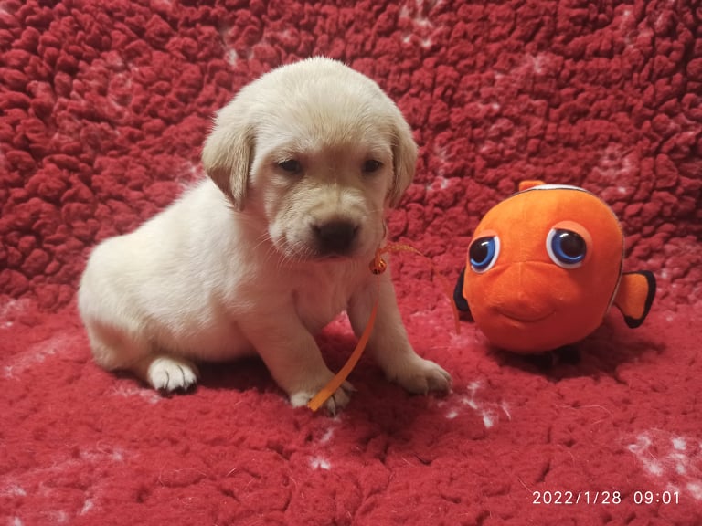 Chovatelská stanice labradorů Polepy u Kolína