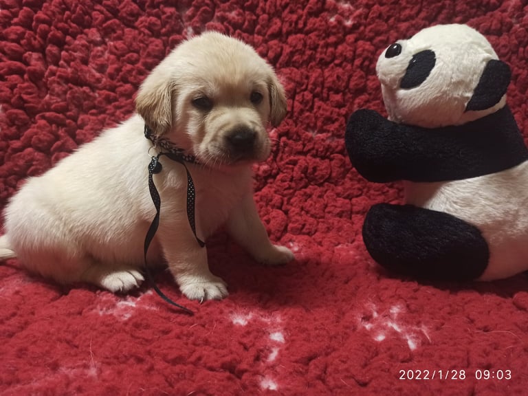 Chovatelská stanice labradorů Polepy u Kolína