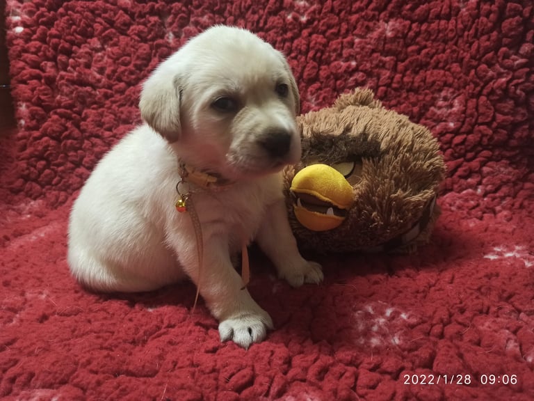 Chovatelská stanice labradorů Polepy u Kolína