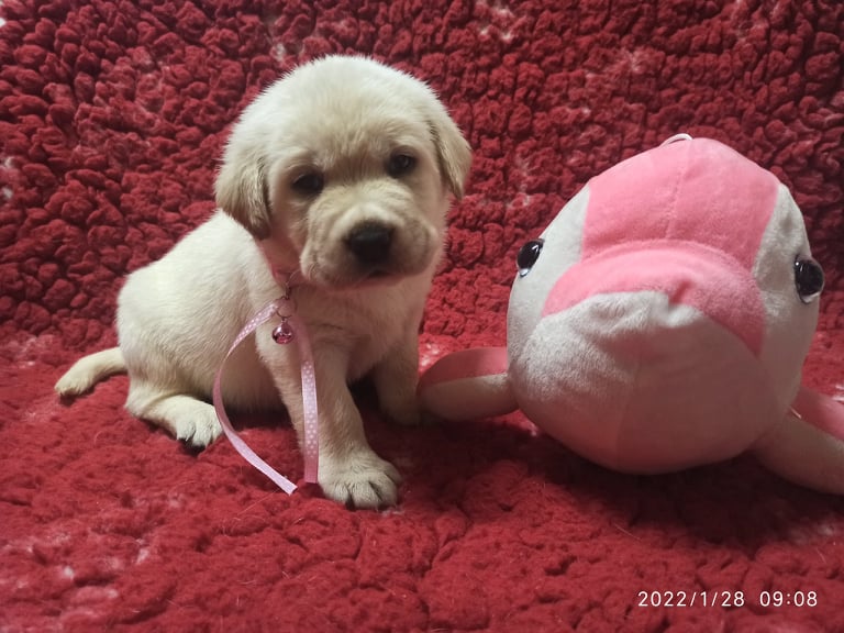 Chovatelská stanice labradorů Polepy u Kolína