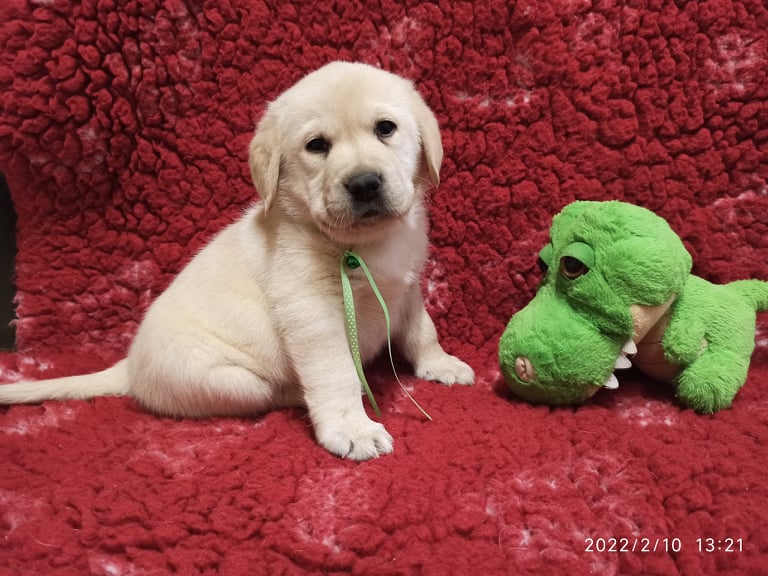 Chovatelská stanice labradorů Polepy u Kolína