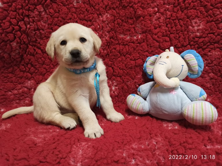 Chovatelská stanice labradorů Polepy u Kolína