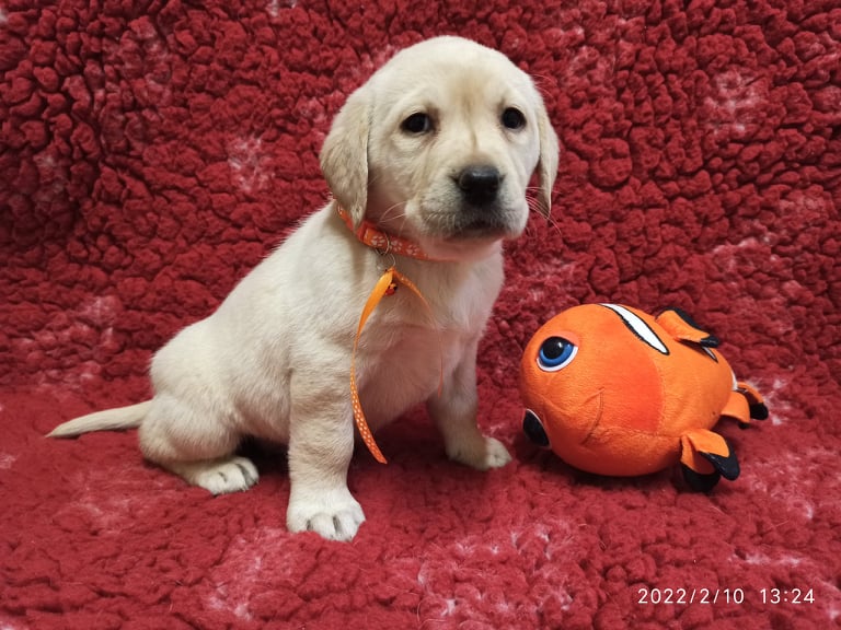 Chovatelská stanice labradorů Polepy u Kolína