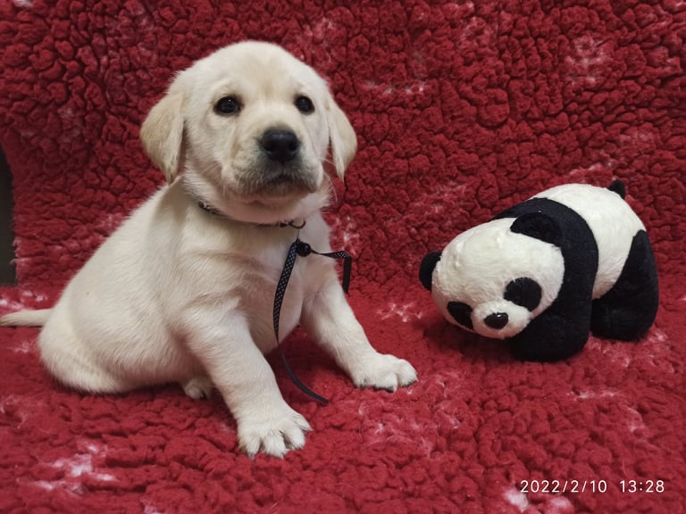 Chovatelská stanice labradorů Polepy u Kolína