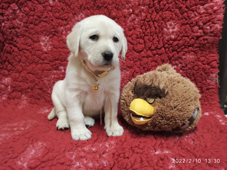 Chovatelská stanice labradorů Polepy u Kolína