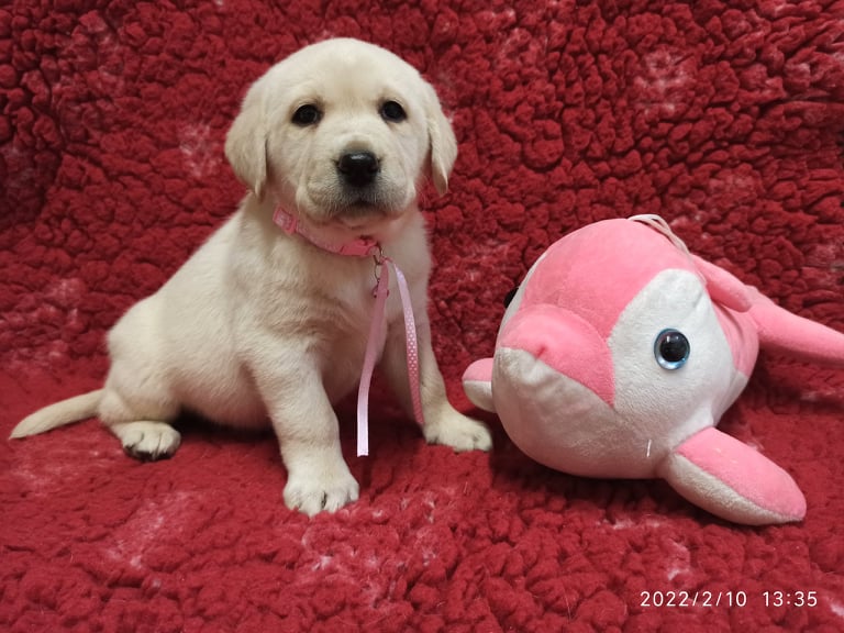 Chovatelská stanice labradorů Polepy u Kolína