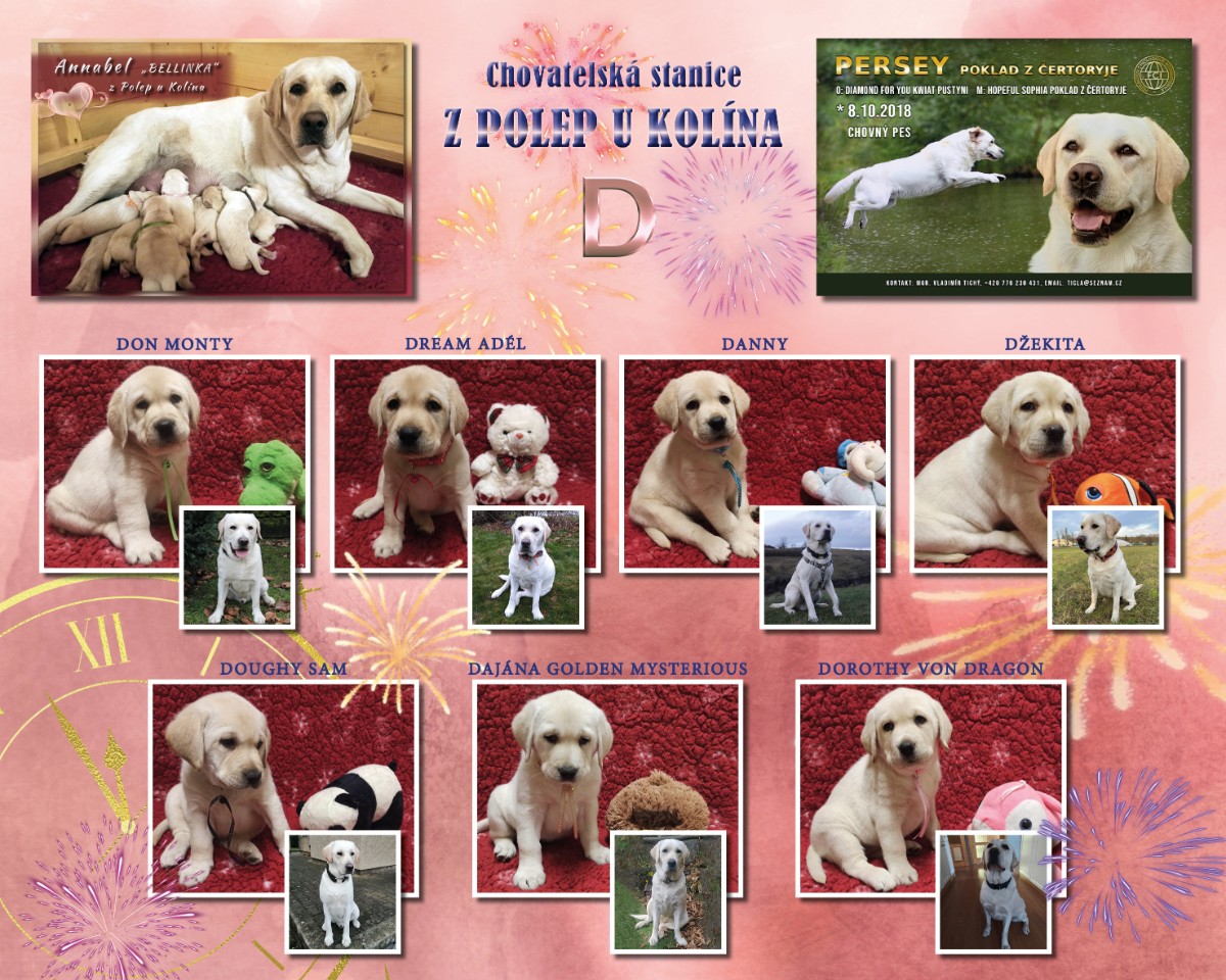 Chovatelská stanice labradorů Polepy u Kolína vrh D