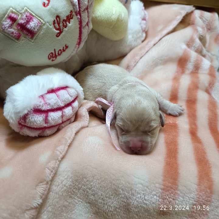 Chovatelská stanice labradorů Polepy u Kolína