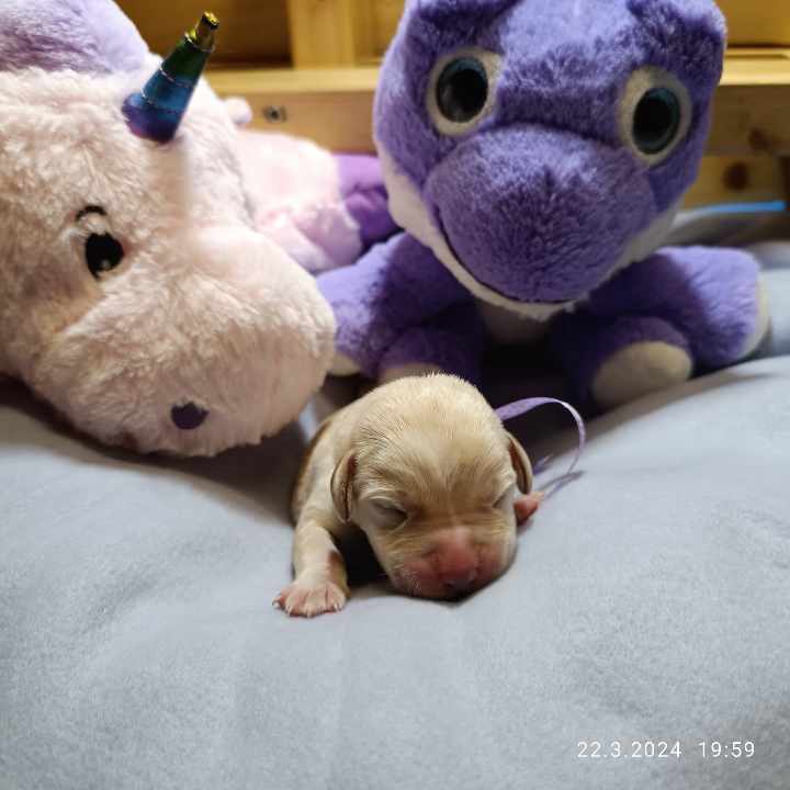 Chovatelská stanice labradorů Polepy u Kolína