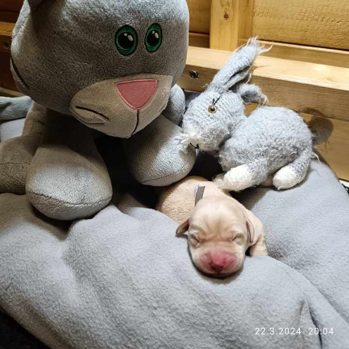 Chovatelská stanice labradorů Polepy u Kolína