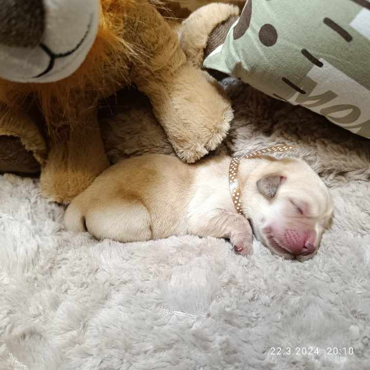 Chovatelská stanice labradorů Polepy u Kolína