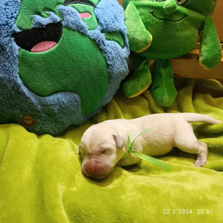 Chovatelská stanice labradorů Polepy u Kolína