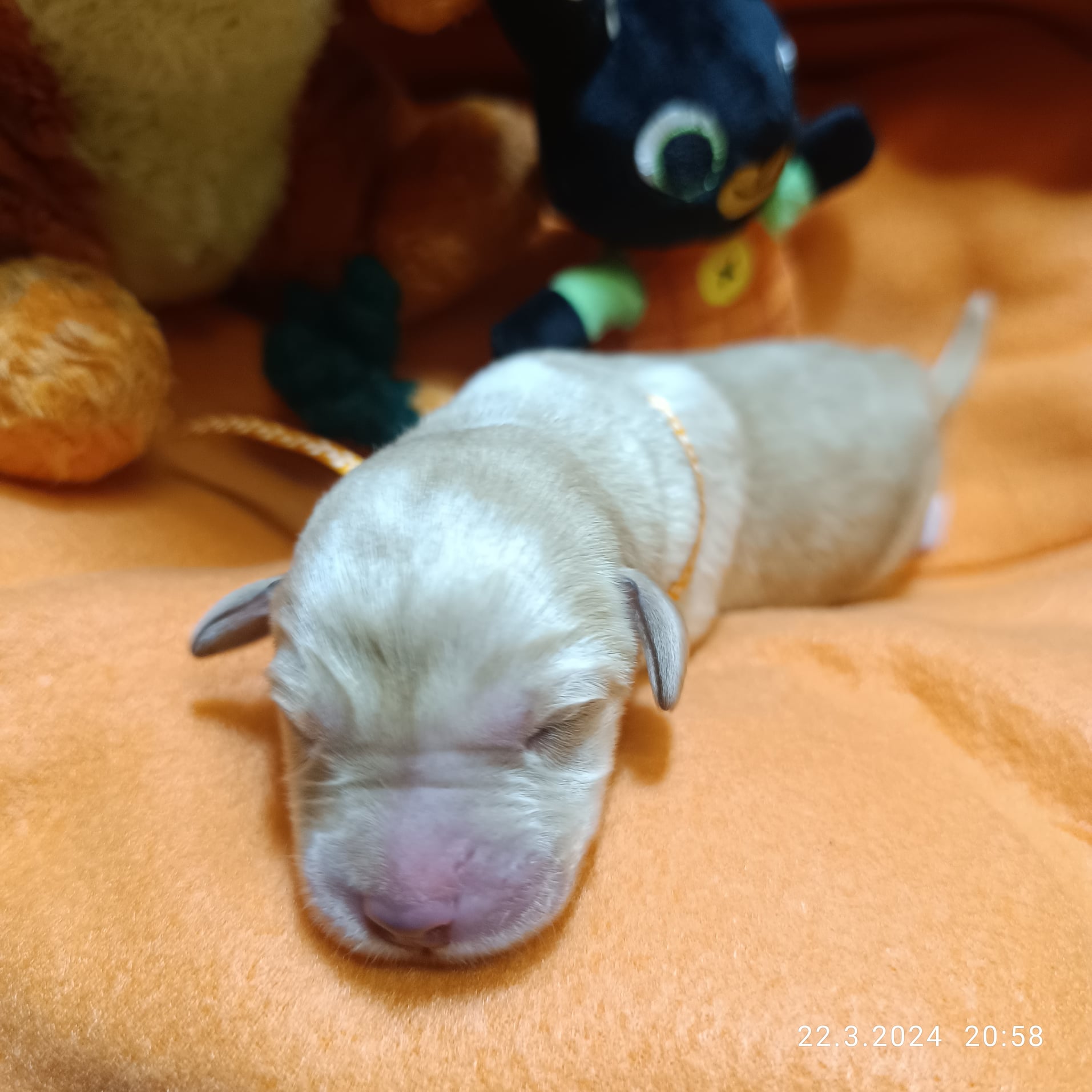 Chovatelská stanice labradorů Polepy u Kolína