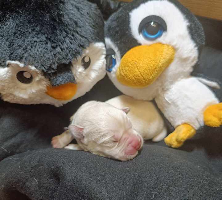 Chovatelská stanice labradorů Polepy u Kolína