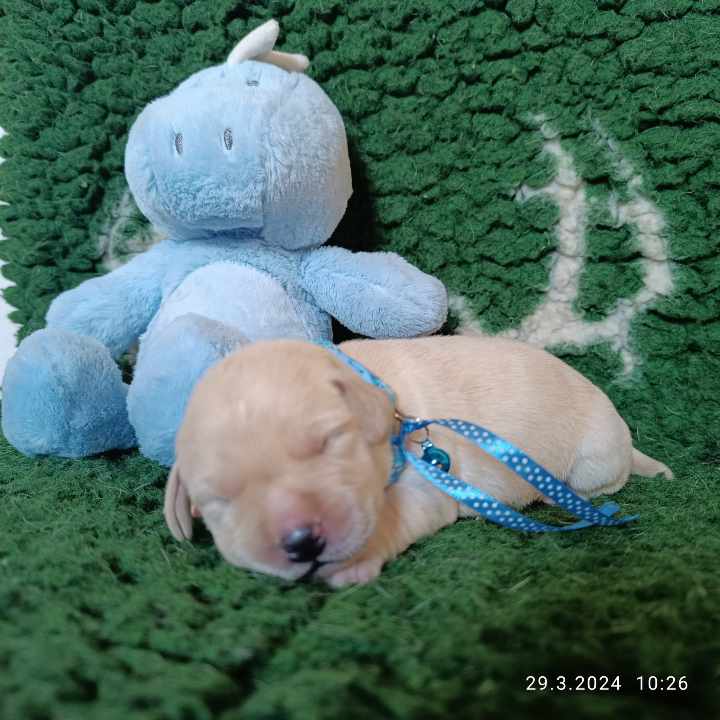 Chovatelská stanice labradorů Polepy u Kolína