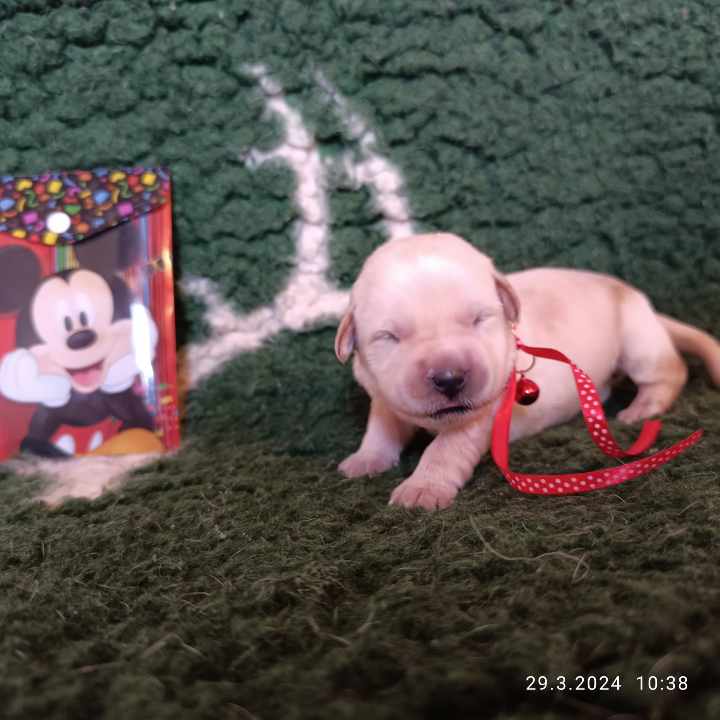 Chovatelská stanice labradorů Polepy u Kolína