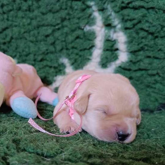 Chovatelská stanice labradorů Polepy u Kolína