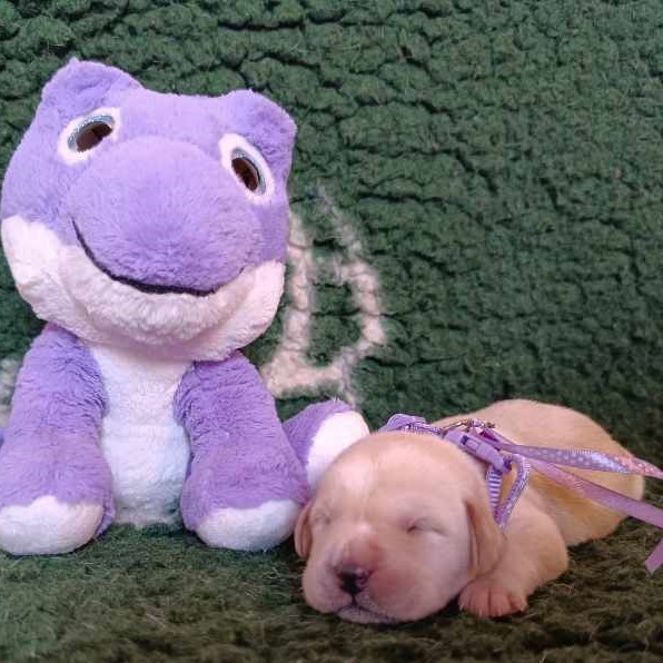 Chovatelská stanice labradorů Polepy u Kolína