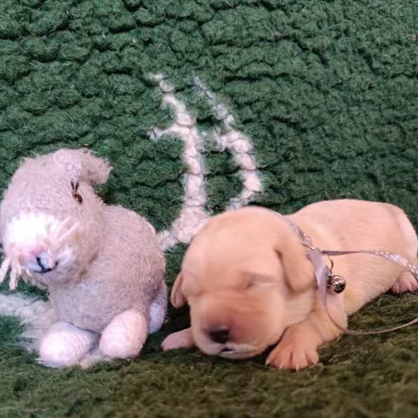 Chovatelská stanice labradorů Polepy u Kolína