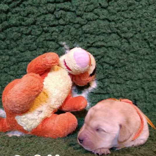 Chovatelská stanice labradorů Polepy u Kolína