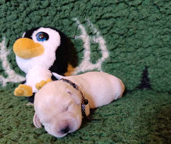 Chovatelská stanice labradorů Polepy u Kolína