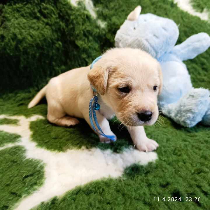 Chovatelská stanice labradorů Polepy u Kolína