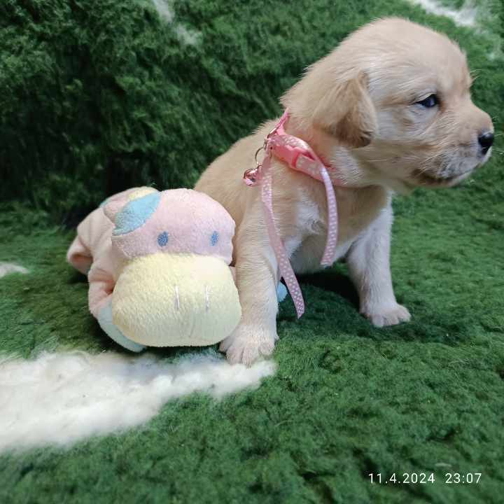 Chovatelská stanice labradorů Polepy u Kolína