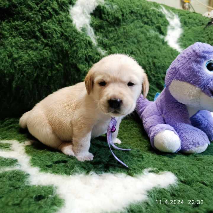 Chovatelská stanice labradorů Polepy u Kolína