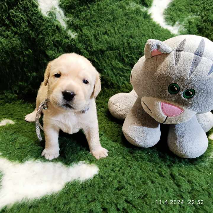 Chovatelská stanice labradorů Polepy u Kolína