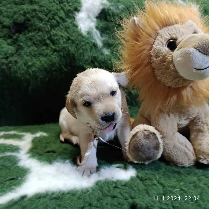 Chovatelská stanice labradorů Polepy u Kolína