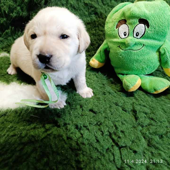 Chovatelská stanice labradorů Polepy u Kolína