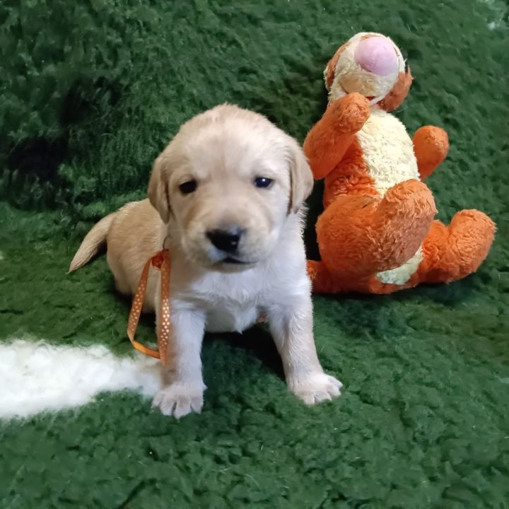 Chovatelská stanice labradorů Polepy u Kolína