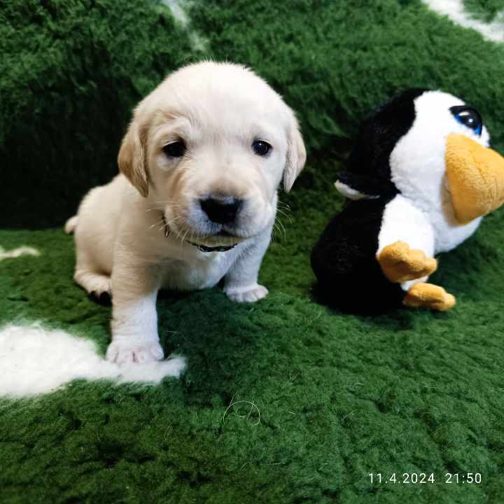 Chovatelská stanice labradorů Polepy u Kolína