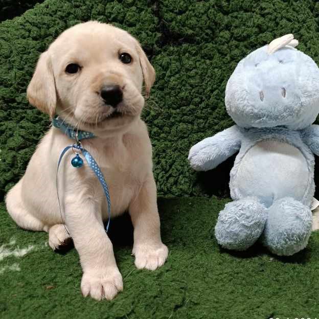 Chovatelská stanice labradorů Polepy u Kolína