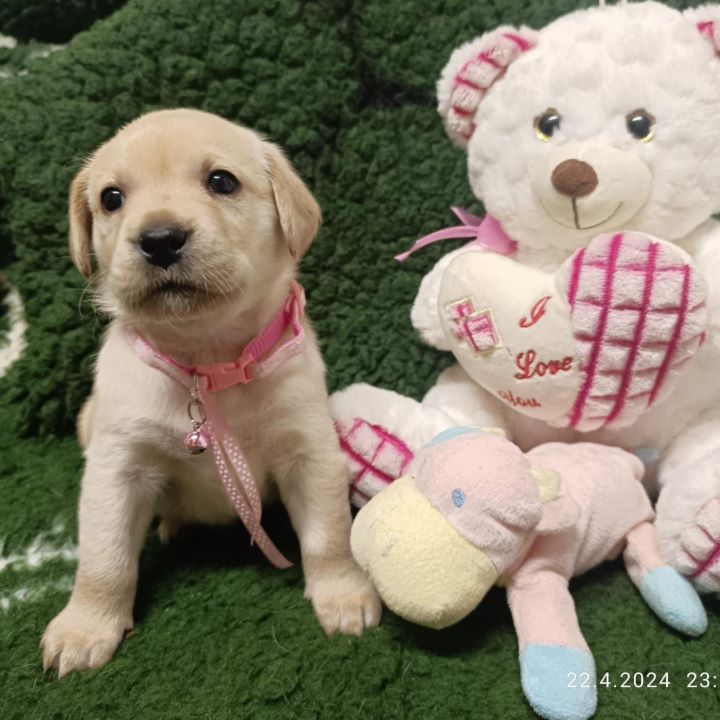 Chovatelská stanice labradorů Polepy u Kolína