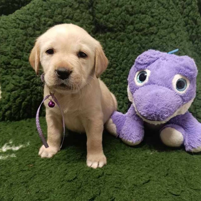 Chovatelská stanice labradorů Polepy u Kolína